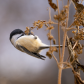 Feeding Chickadee