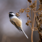 Feeding Chickadee