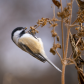 Feeding Chickadee