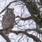 Great horned owl