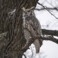 Great horned owl
