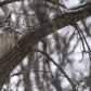 Great horned owl