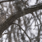 Great horned owl