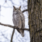 Great horned Owl