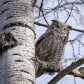 Great horned Owl