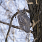 Great horned Owl