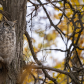 Great horned Owl
