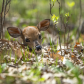 Fawn