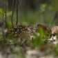 Fawn