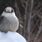 Grey Jay aka Whiskey Jack