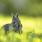 Backyard bunny