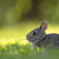 Backyard bunny