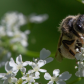 Busy Bee