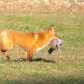 Sly Fox