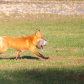 Speedy Fox