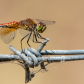Dragon on a wire.