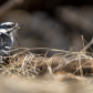 Downy woodpecker