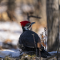 Pileated woodpecker