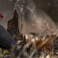 Pileated woodpecker