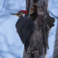 Pileated woodpecker