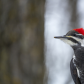 Pileated woodpecker