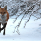 Fox's First Snowfall 