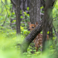 Fawn