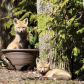 Blooming Fox