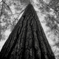240 Years Old: A Gorgeous 4ft Wide White Pine.