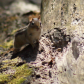 Chipmonk in the neighbourhood