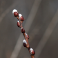 Willow tree blossoming