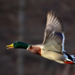 Take Off