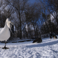 Swan