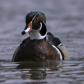 Wood Duck