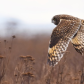 Short Eared Owl in Flight