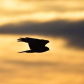 Silhouette of a Northern Harrier