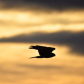 Silhouette of a Northern Harrier