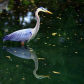 Ardeidae