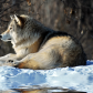 Gray Wolf