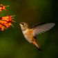 Female Rufous Hummingbird 2