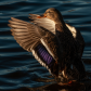 Hen Mallard 8