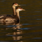 Horned Grebes Fall 2