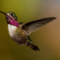 Male Calliope Hummingbird Displaying 5