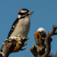 Male Downy Woodpecker 3