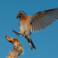 Male Western Bluebird Landing 1