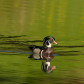 Male Wood Duck 2