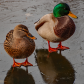 Mallards On Ice 1
