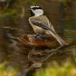 Mountain Chickadee 1