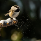 Mountain Chikadee 3