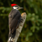 Pileated Woodpecker 5